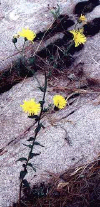 hawkweed.jpg (160342 bytes)
