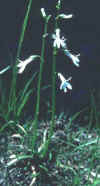 lobelia.jpg (86164 bytes)