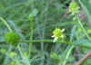 pale_wort.jpg (133038 bytes)