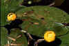 pondlily.jpg (15838 bytes)