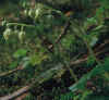 pyrola.jpg (77868 bytes)