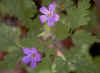 robertianum.jpg (66103 bytes)