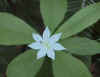 star.jpg (82947 bytes)