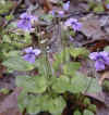violet.jpg (146121 bytes)