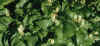 wildlily.jpg (58974 bytes)