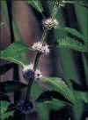 wildmint.jpg (14734 bytes)