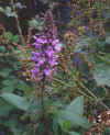 woundwort.jpg (91651 bytes)