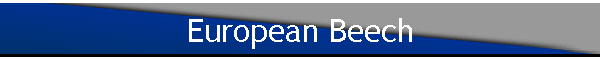 European Beech