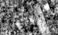 blackwhiteness-flower.jpg (10326 bytes)