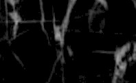 blackwhiteness-root.jpg (4788 bytes)
