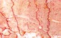 redgream.jpg (8045 bytes)