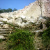 trees felled to make way for progress?