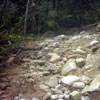 an orchard scattered with rocks