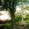 a small tree's last stand