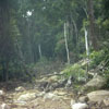 damage to the forest
