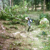 a tree that got in the way