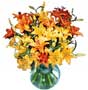 fresh asiatic lilies