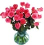 fresh pink roses