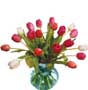 fresh mixed tulips bouquet