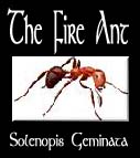 thefireantim.jpg - 12992 Bytes