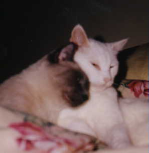 Our Boys - We miss you