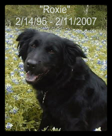 We Miss you Roxie