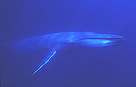 Baleia azul