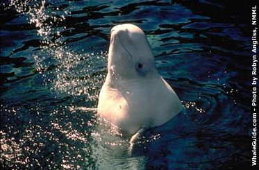 Beluga