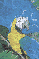 Arara Azul
