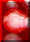 antrazcol.gif (598994 bytes)