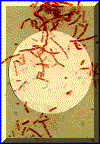 bacilantesp.gif (87284 bytes)