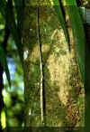 bichopau.jpg (14234 bytes)