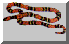 coralver.gif (15295 bytes)