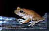 hyla2peq.jpg (9484 bytes)