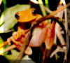 hyla.jpg (11087 bytes)