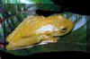 hylapeq.jpg (9531 bytes)