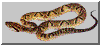 jararaca.gif (18311 bytes)