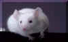 ratbranco.jpg (11377 bytes)