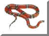 repsnake1.jpg (3238 bytes)