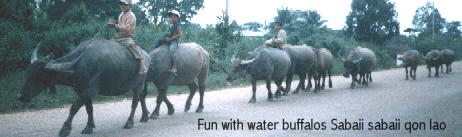 Double click here for?? Fun ride on water buffalo