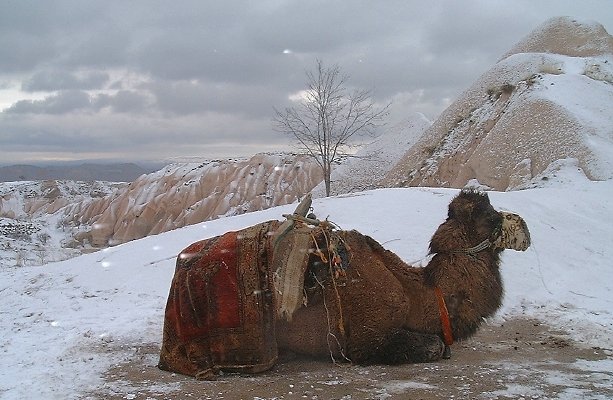  Camel enjoying the snow 