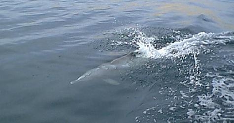 Dolphins!