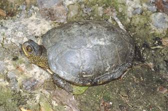 E. orbicularis (� Paolo Mazzei)