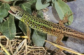 L. schreiberi (� Paolo Mazzei)
