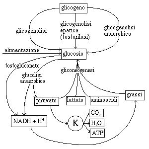 Metabolismo del glucosio