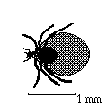 Zecca