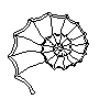 Ammonite