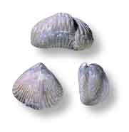 Brachiopodi