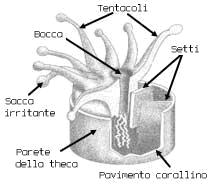 Corallo
