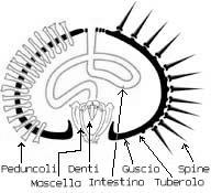Echinoderma
